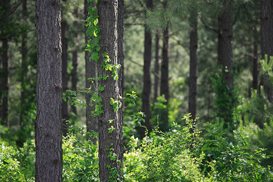 Young, healthy forests are carbon sinks because they’re actively absorbing carbon dioxide as they grow. As forests mature, the rate of carbon uptake slows.