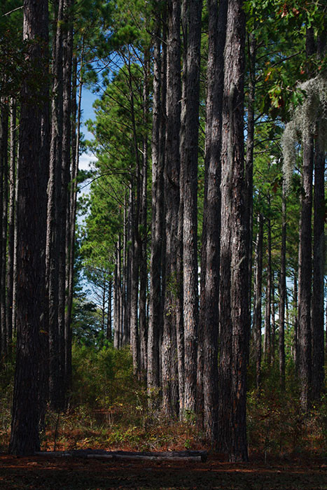 Managed forest in the Southern U.S.