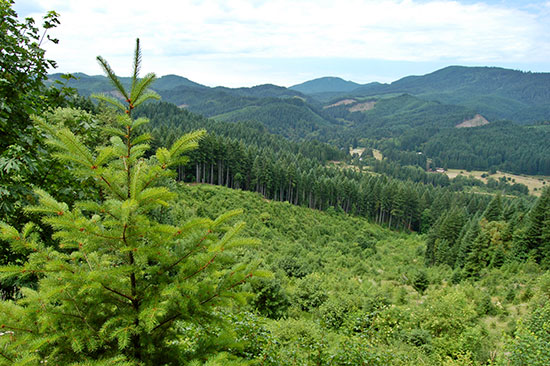 Different age classes across the forest landscape