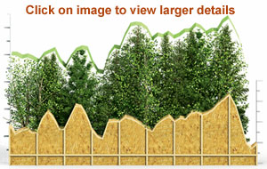 Lumber by the Numbers