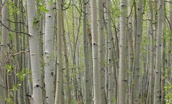 Photo of the Trembling Aspen trees.