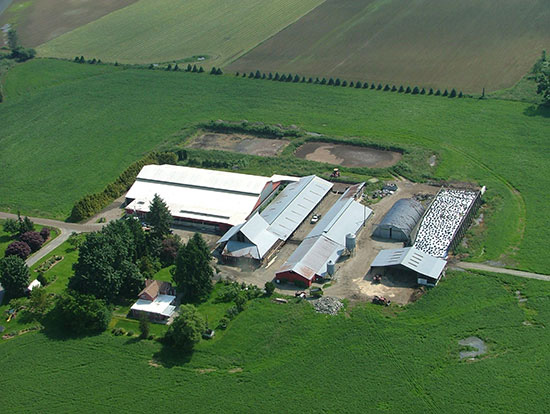 Who would have thought that installing a cool roofing system on a barn would improve the milk production of cows? But that is exactly what happened in Chilliwack, British Columbia.