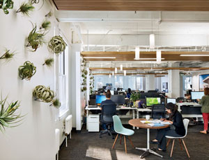 At the San Francisco offices of Fahr, LLC, Mark Horton Architecture and Leddy Maytum Stacy Architects addressed WELL’s requirements for biophilic elements by placing epiphytes, which grow without soil, on the walls.