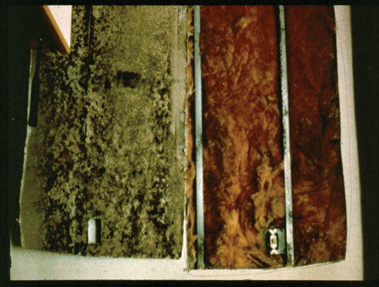 In this photo, drywall has been exposed to show the growth of mold in the insulation of this cavity wall, causing both health problems and structural damage.