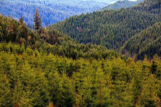 Regenerating forest, Oregon