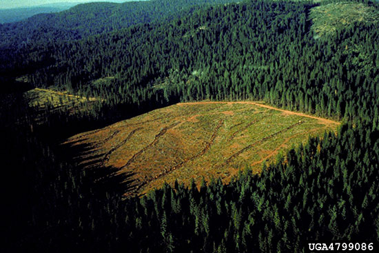This forest in the northern Sierra Nevada mountains was clearcut to support the natural regeneration of Ponderosa Pine, Douglas-fir, Sugar Pine, California white fir, and Incense-cedar.