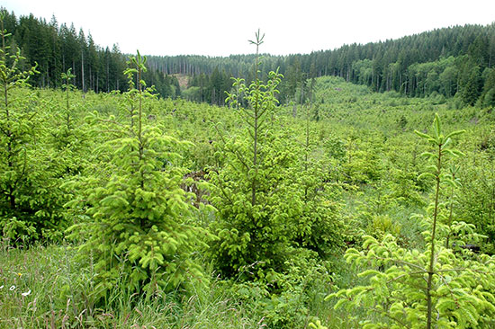 Douglas-fir working forest in Tillamook County, Oregon