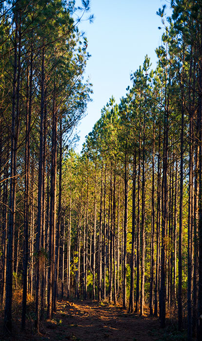 Thinning treatments were used in this Southern U.S. forest to support and encourage healthy growth.