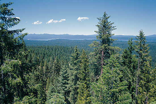 Mosquito Ridge in the Collins Almanor Forest in Chester, Calif. This area has been logged five times in 60 years. Of note, various species and ages of trees, no clear cuts 