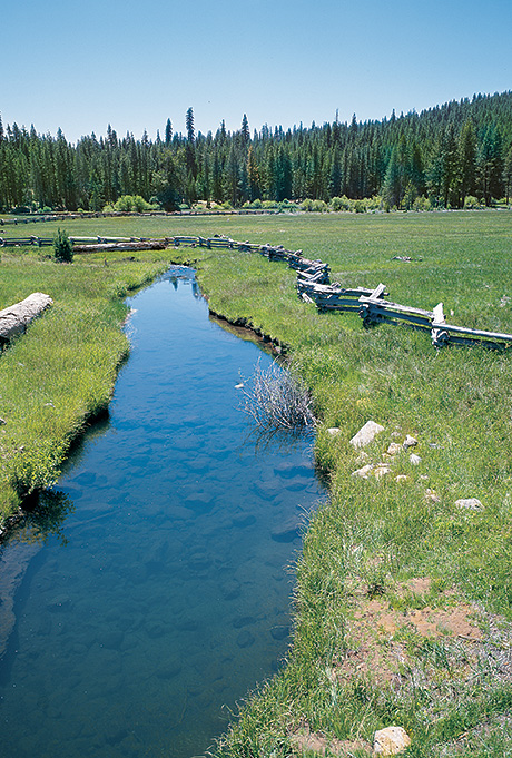 Collins maintains large naturally-vegetated barriers along waterways (in accordance with FSC standards) to keep the rivers in our drought-prone California forests flowing.