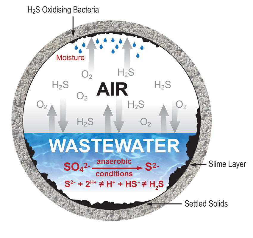 Diagram showing chemical interactions in a concrete pipe.