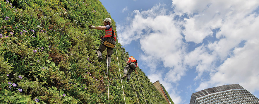 Photo of climbers on a wall with plantings.