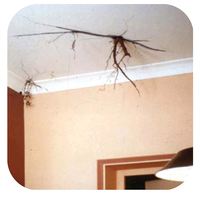 Photo of roots coming down through the ceiling.