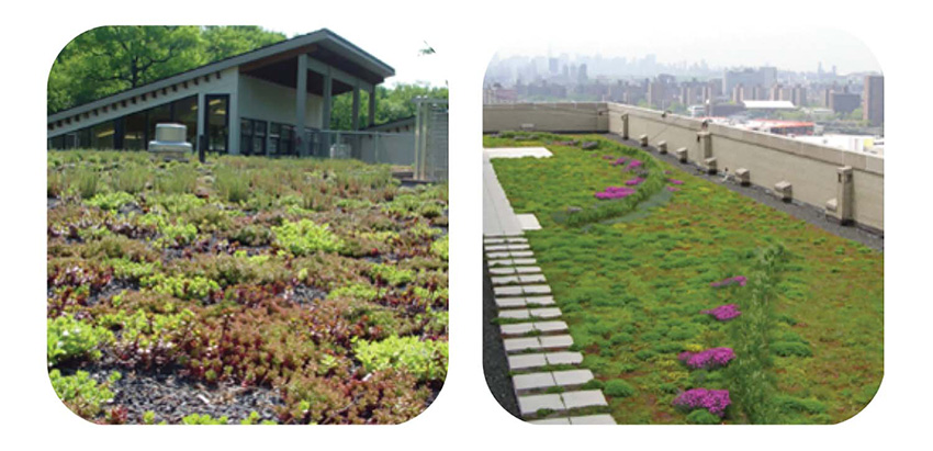 Two examples of extensive vegetated roof systems.