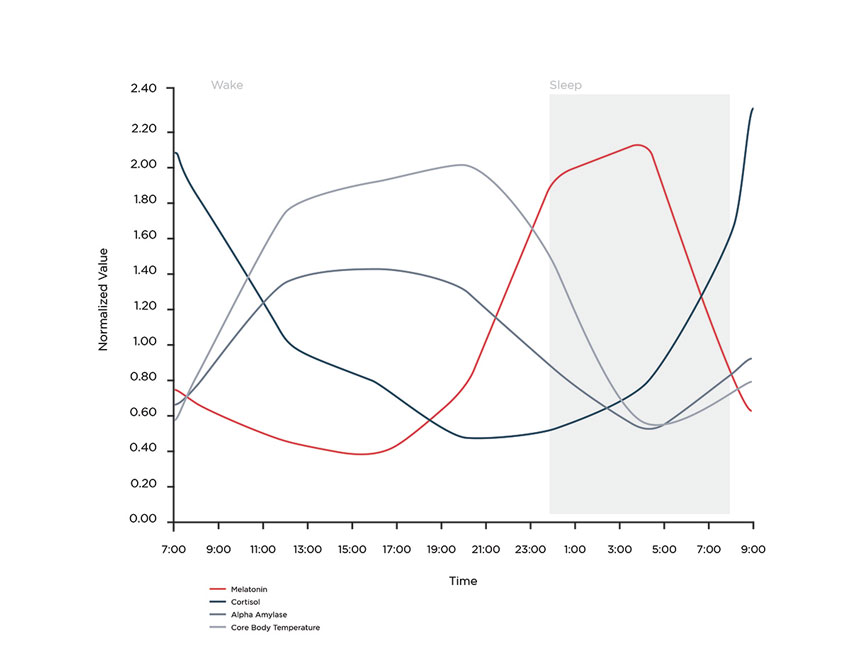 Circadian Rhythm Cycle Chart