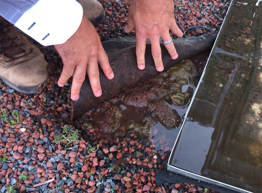 Photo of a guy pulling up the roots