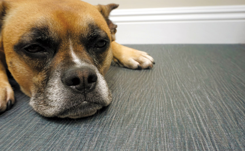 High-quality flooring, with dog on floor