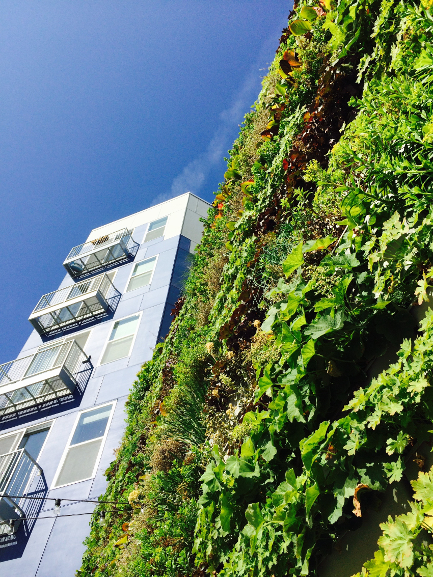 Picture of the outdoor living wall system at Pulliam Square in Indianapolis, Ind.