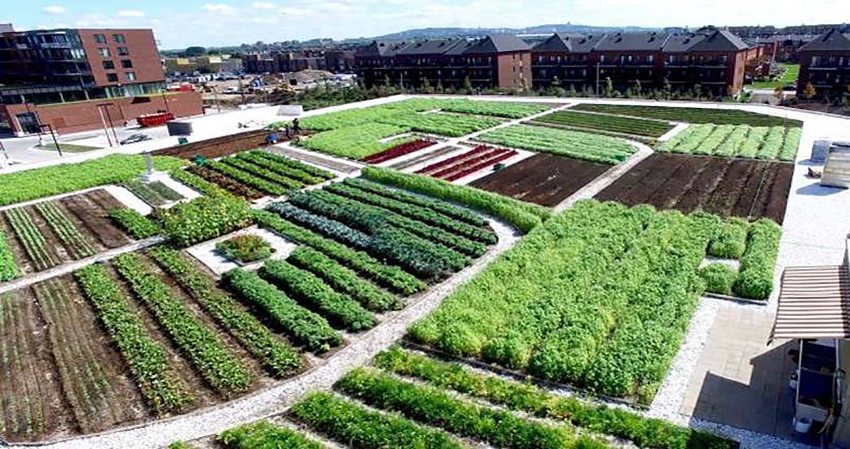 Urban rooftop farms