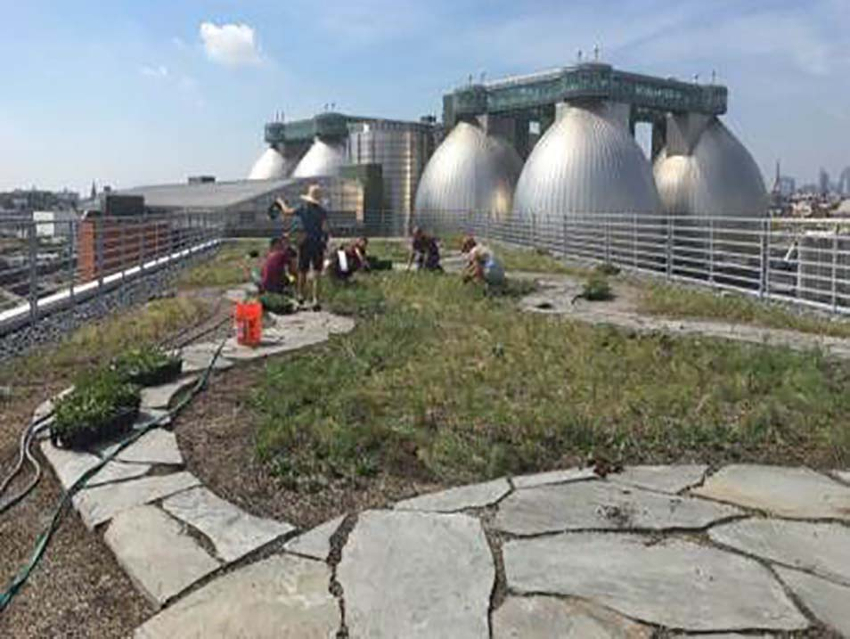 granular drainage media installed beneath soil layer and filter fabric, green rooftop