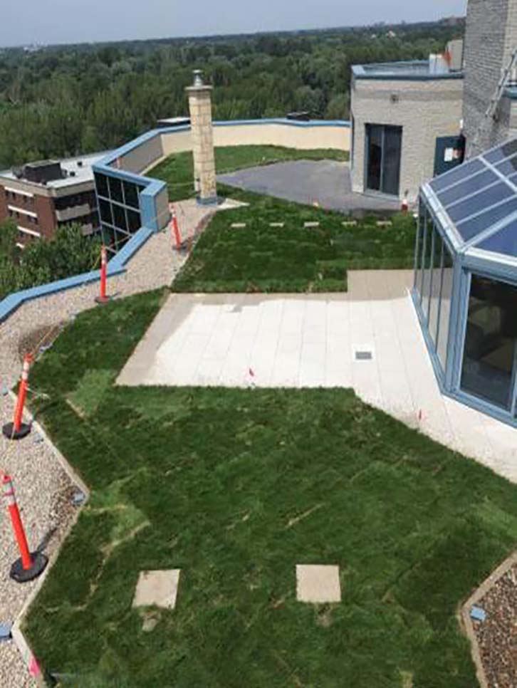 vegetation interspersed with paved or hardscaped areas on green roof