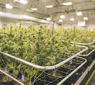 HVAC for Indoor Cannabis Grow Facilities